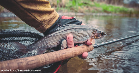 Montana's Last Grayling Faces Extinction as Courts Debate Its Fate