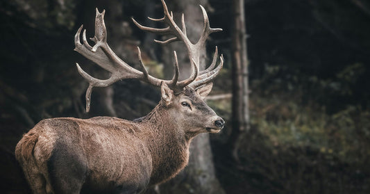 Brainworm Ravages Moose Populations Across America