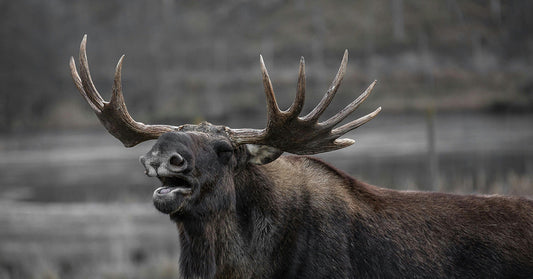 Close-up of a large bull moose with wide antlers and mouth open in a natural setting.