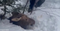 Moose stuck deep in the snow with only its head visible as a person approaches to help.