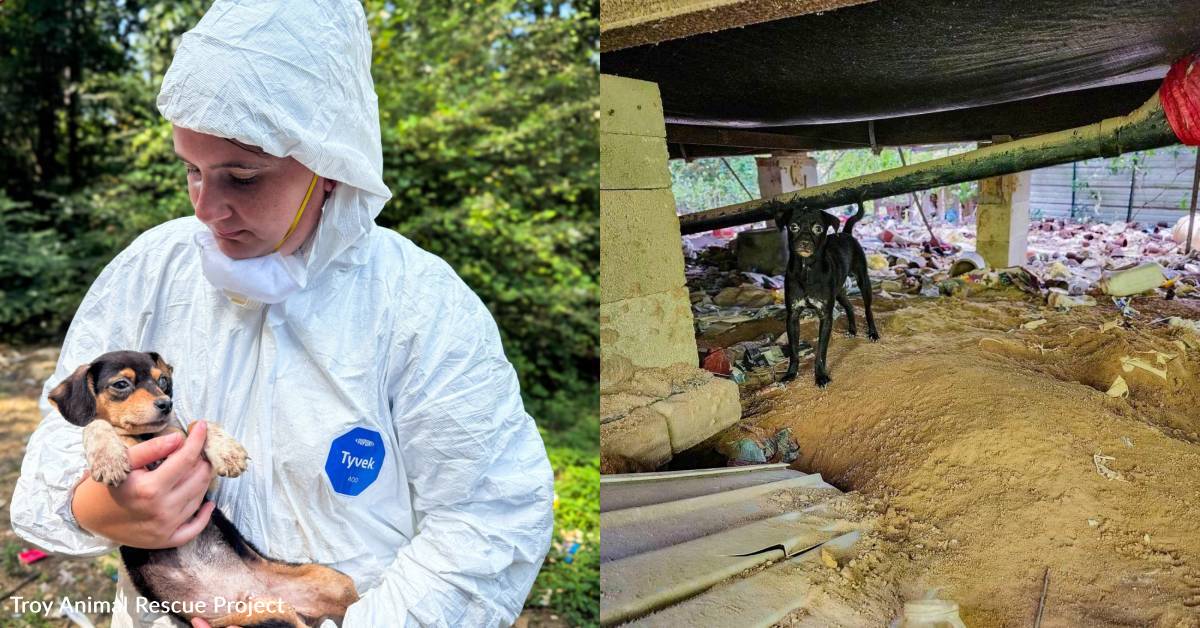 More Than 100 Pets Rescued From Unlivable Conditions, How You Can Help ...
