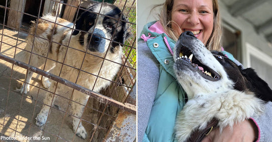 large brown and white dog in kennel and in arms of smiling woman