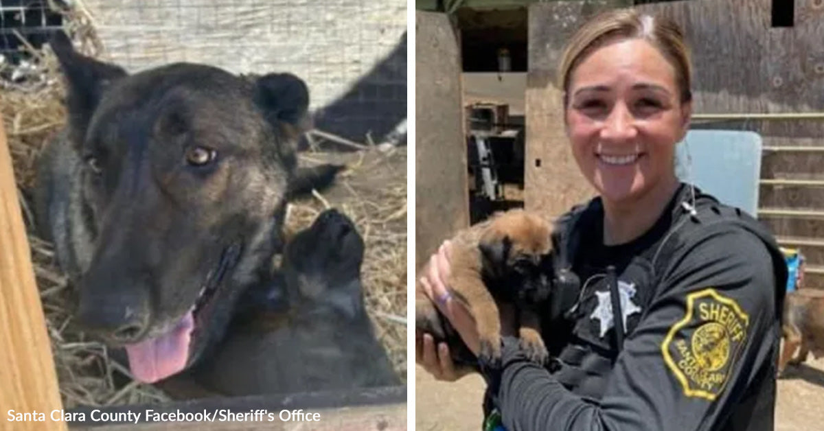 Mother Dog Endures Horrific Neglect As Her Puppies Cling To Survival ...