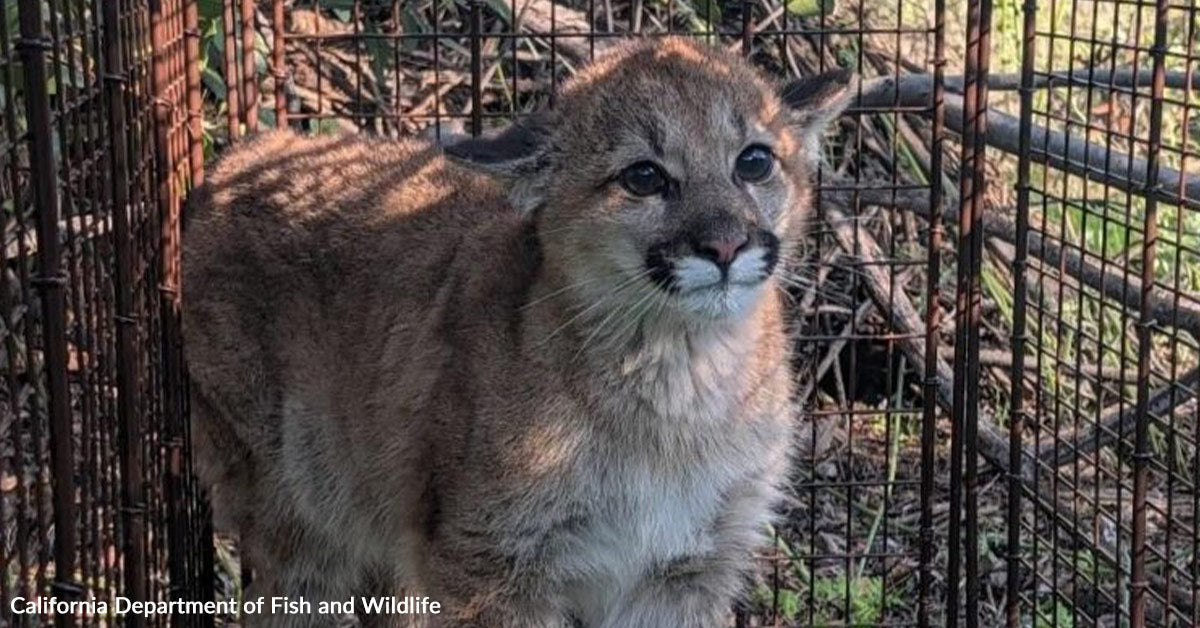 Biologists Work To Reunite Mountain Lion Cub Discovered Alone On California Roadway Biologists Work To Reunite Mountain Lion Cub Discovered Alone On California Roadway