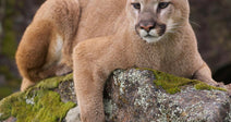 Stop Developers From Destroying Mountain Lion Habitat