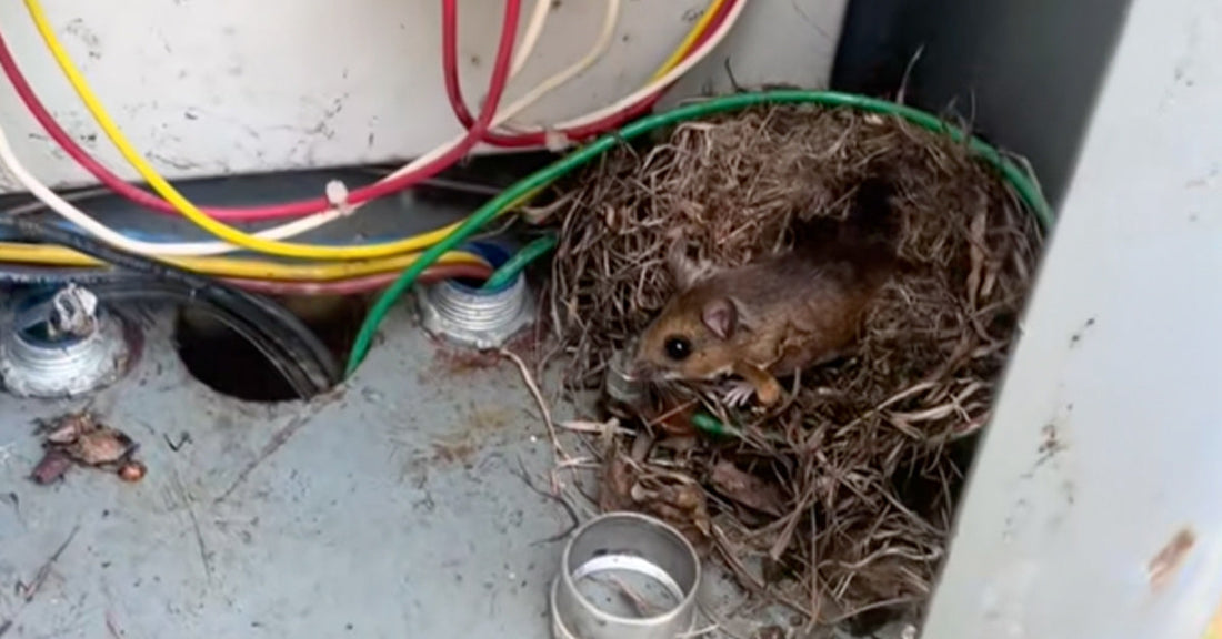 Man Surprised To Find Adorable Mouse Family Living in Electrical Box