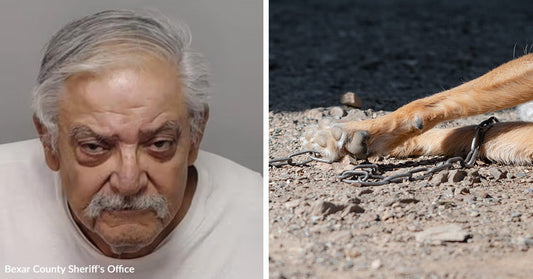 Left: Mugshot of an older man with gray hair labeled Bexar County Sheriff’s Office; Right: Close-up of a dog’s paw chained to the ground.