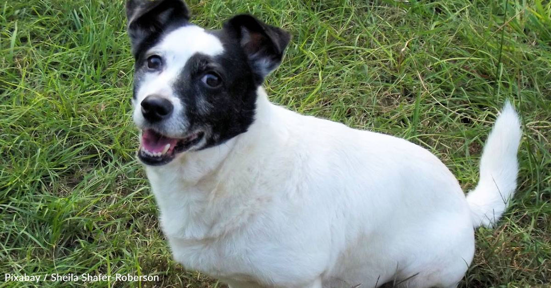 'Ghost Dog' Spends Months Hiding, Until Her Foster Slowly Helps Her Out of Her Shell