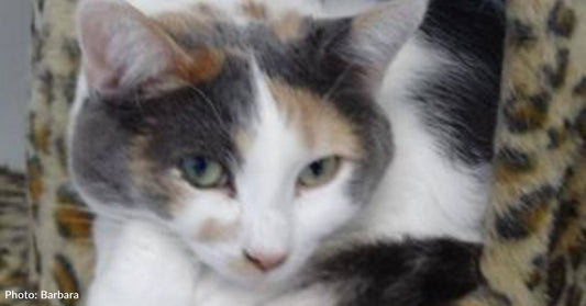 Little Voice Brings Grieving Woman to Long-Term Shelter Cat