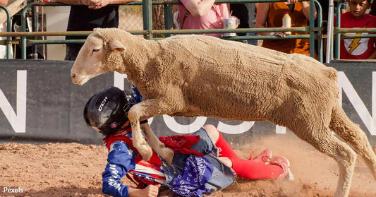 Animal Rights Activists Demand End to Barbaric Sheep Riding Events at Manitoba Fair