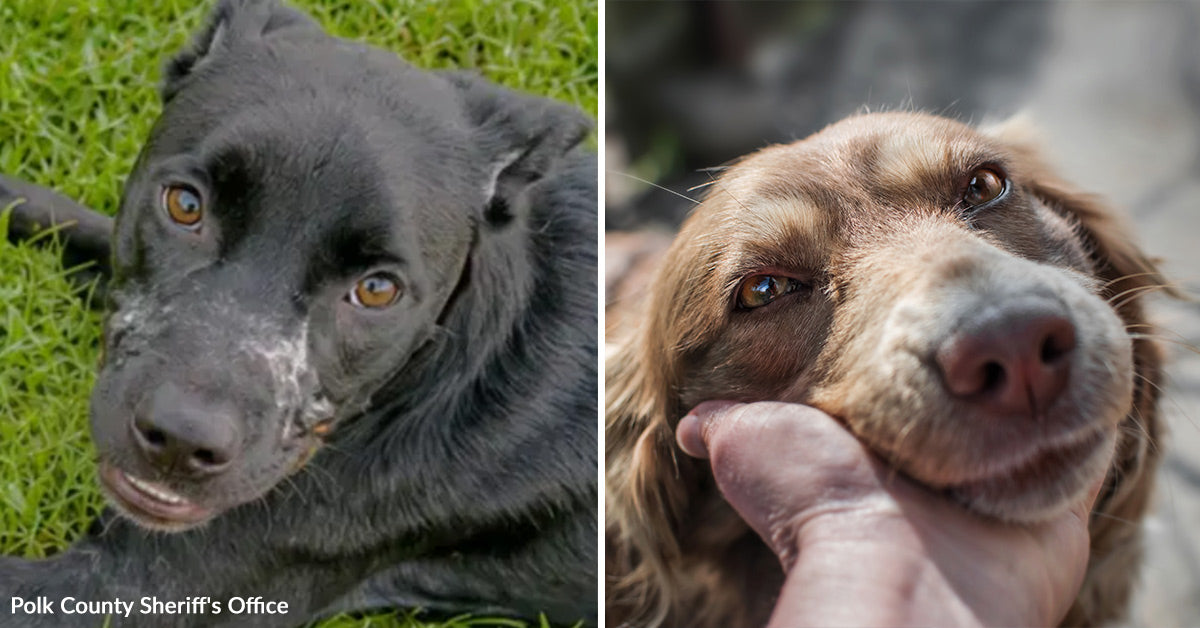 Deputies Find Starving Animals After Dog Is Found With Mouth Taped Shut