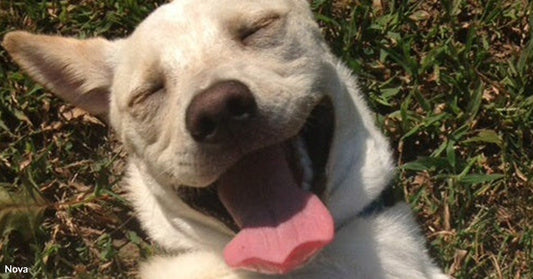 A white dog lies on green grass outdoors, eyes closed and mouth open with tongue out, appearing relaxed and happy in the sunlight.