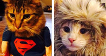 Side-by-side photos of two cats in costumes: one wearing a blue Superman outfit and the other wearing a shaggy lion mane wig, both looking adorably serious.