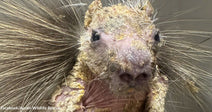 Front-facing close-up of a porcupine with extensive hair loss and flaky skin.