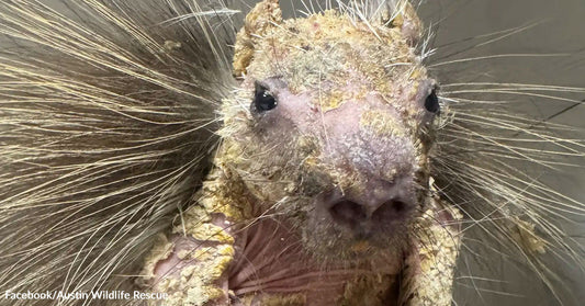 Front-facing close-up of a porcupine with extensive hair loss and flaky skin.