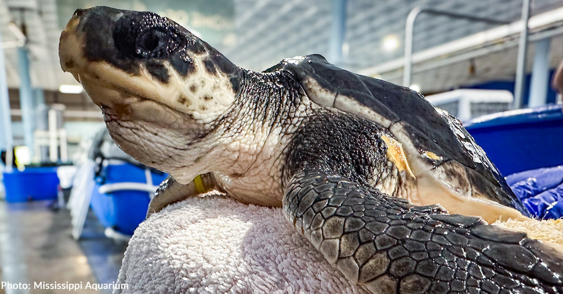 Kemp's ridley sea turtle on exam table at rehab facility