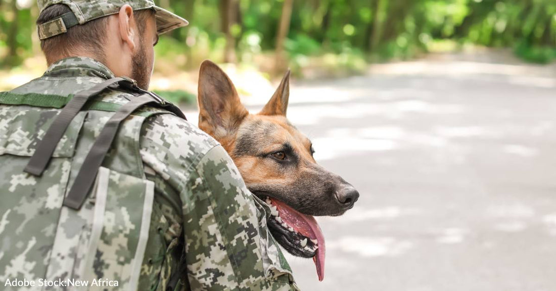 Learn More About National Pets for Veterans Day