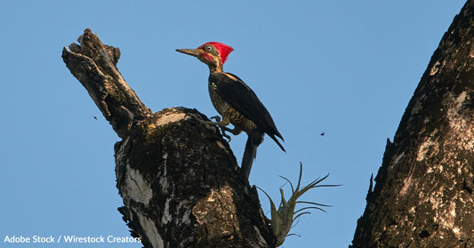 Ivory-billed Woodpecker to be Declared Extinct by US Fish and Wildlife Service