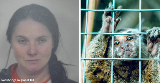 Split image showing a mugshot of a woman beside a monkey gripping the bars of a cage.