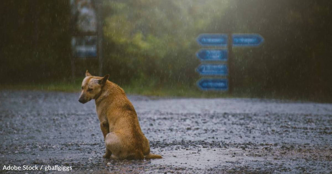 When Natural Disasters Strike: Preparedness Tips for Pet Owners