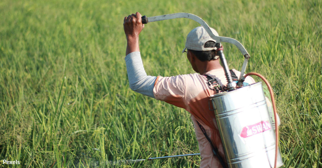 Time to Ditch the Chemicals? Nature's Own Pest Control Revolutionizes Farming