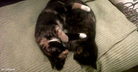 'Naughty Torties' Win Over Hearts of Couple Who Were at Shelter Looking for a Dog