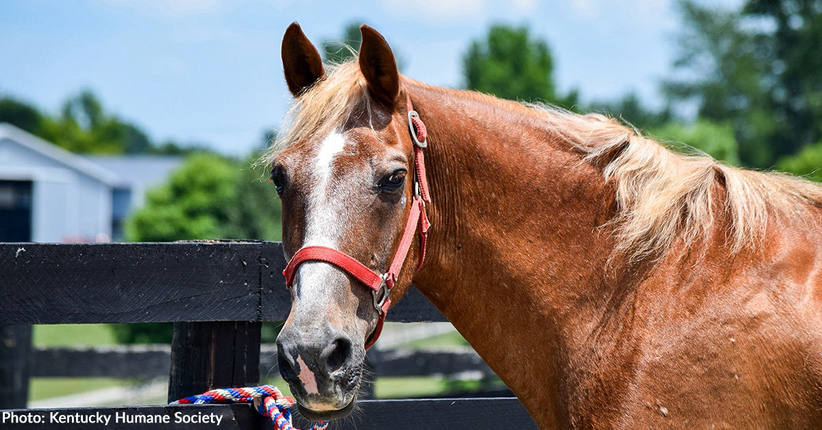 Neglected Horse Seized from 