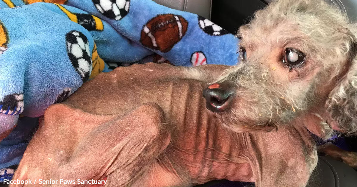 Severely Uncared for Poodle Had Forgotten How To Eat, Then Every thing Modified