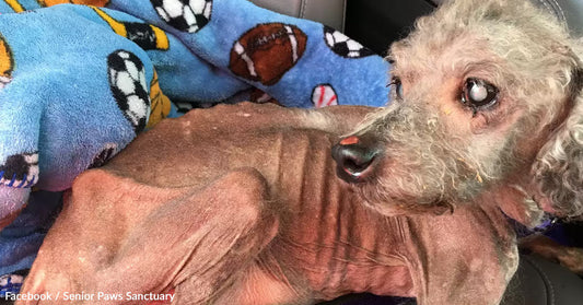 A senior poodle resting on a blue, patterned blanket, looking curiously at the camera.