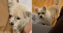 white dog in arms of person and on wood floor