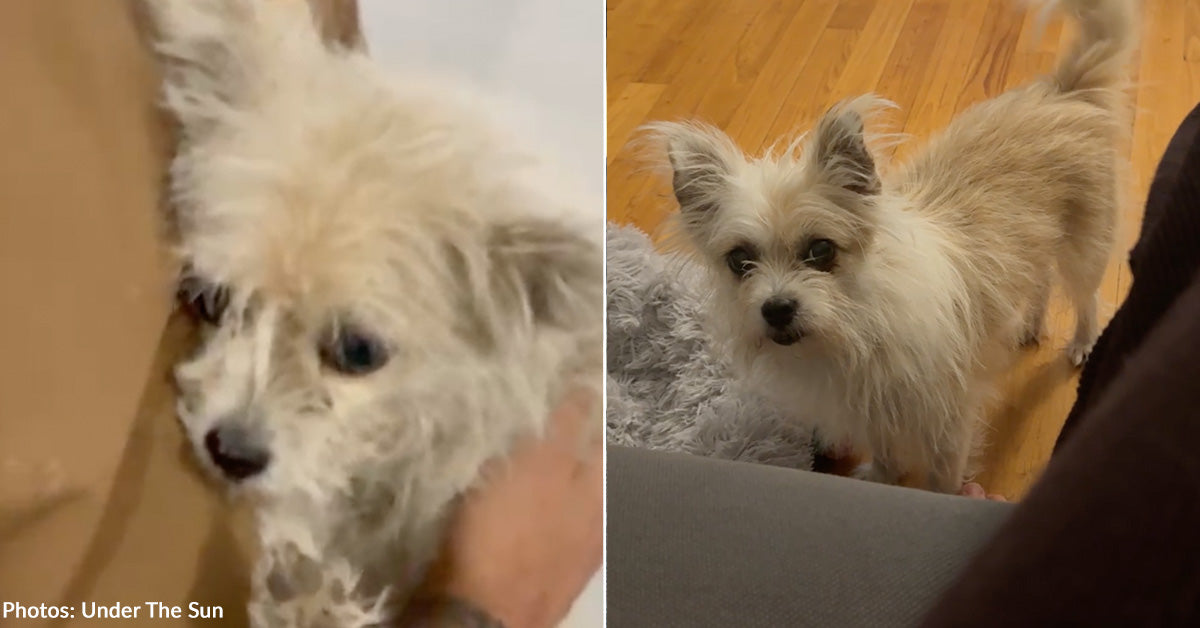 Flea-Ridden Dog Tied Outside Finally Gets the Care and Life She Deserves