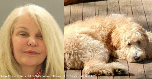 Disgruntled Neighbor Steals Family's Dog & Dumps Him In Another State