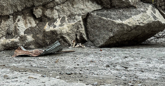 white and brown dog resting near large boulder