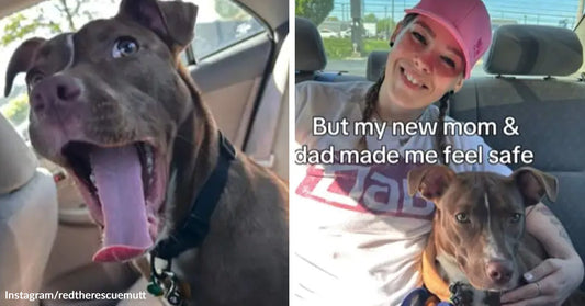 A nervous brown rescue dog pants in a car, then sits quietly on a young woman’s lap with text saying her new family made her feel safe.