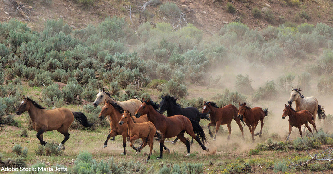 Wild Horses Killed During Historic Nevada Helicopter Roundup