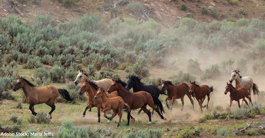 Wild Horses Killed During Historic Nevada Helicopter Roundup