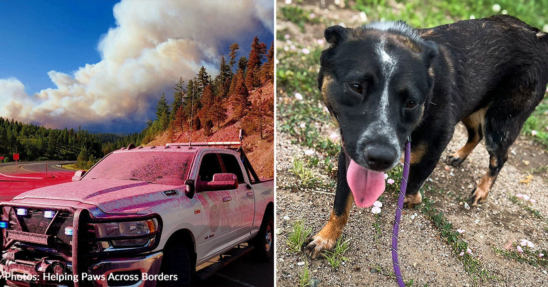 New Mexico Wildfires Displace Thousands of People & Pets, They Need Our Help