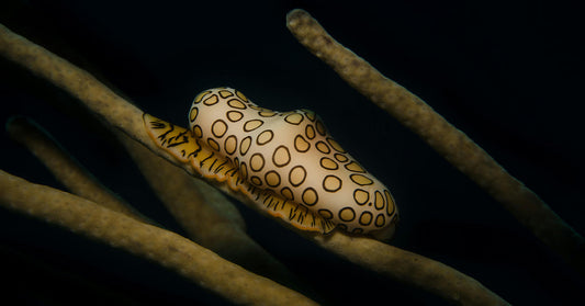 Divers Find Two Rare Sea Slugs Hidden in Indonesia’s Reefs
