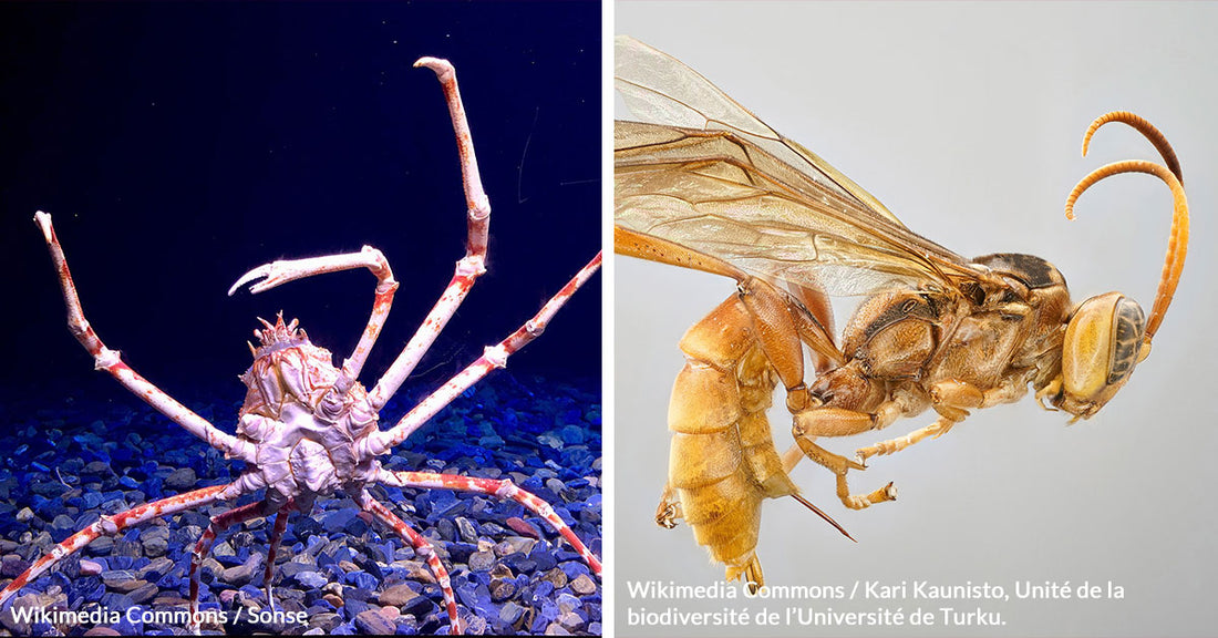 From Vampire Wasps to Groins of Fire: Meet 2023's New Species