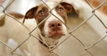 A brown and white dog peers hopefully through a chain-link fence in an animal shelter kennel.