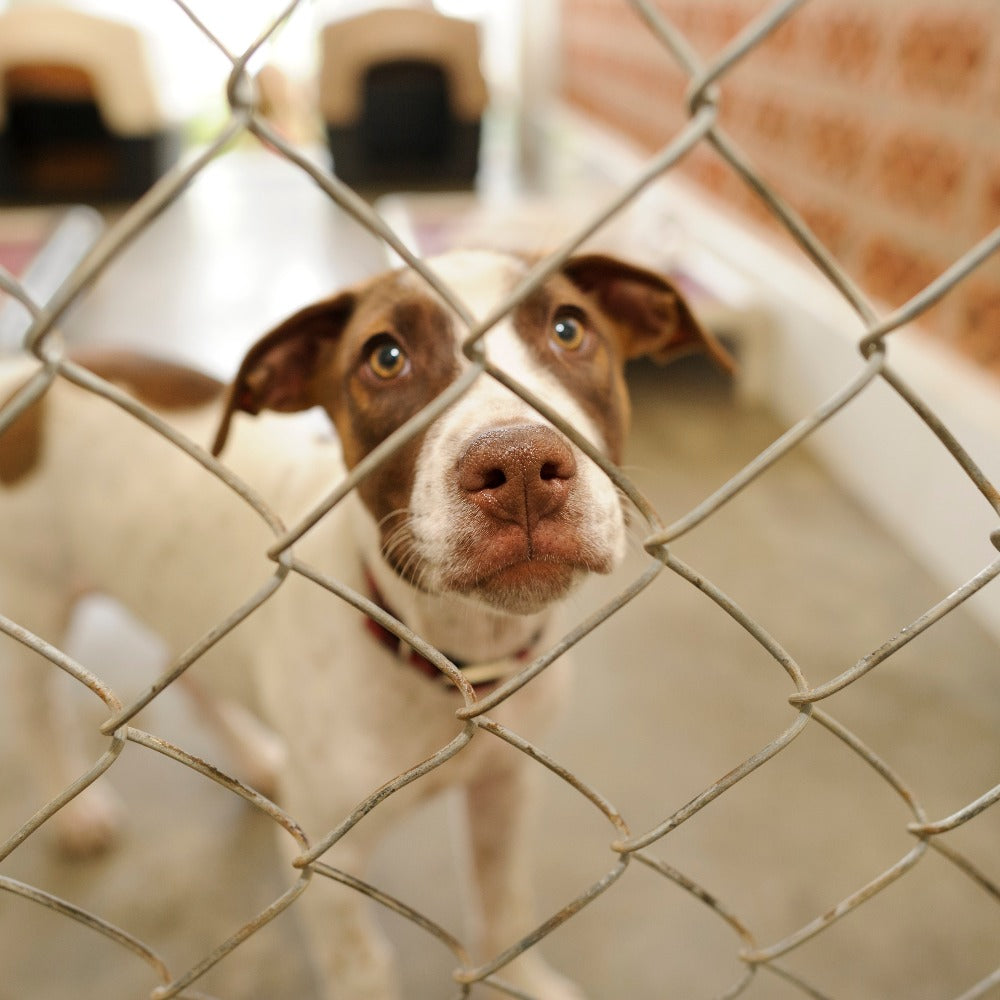 A brown and white dog peers hopefully through a chain-link fence in an animal shelter kennel.
