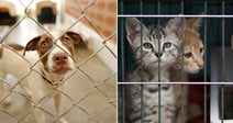 On the left, a brown and white dog peers through a chain-link fence at an animal shelter; on the right, three kittens look out from behind metal cage bars.