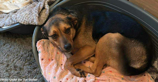 Ukraine Shelter Dogs Start New Year in New Homes