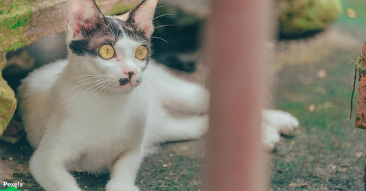 Children Hunt Hundreds of Cats in New Zealand’s Cruel Contest