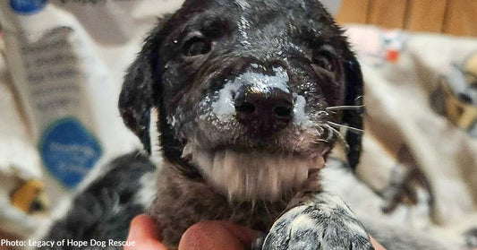 puppy with milk on its face looking at camera