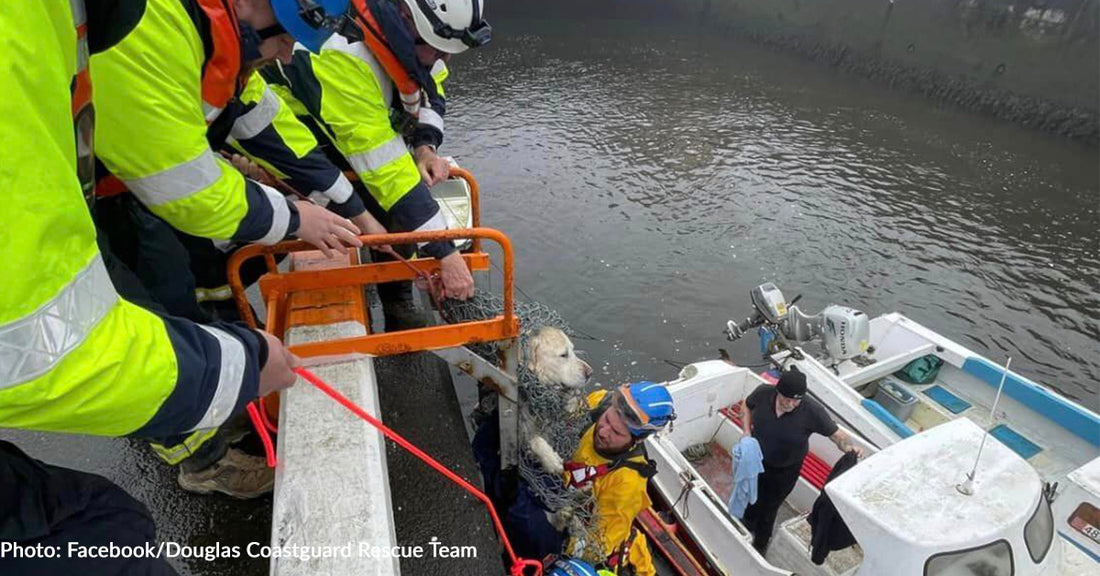 Golden Retriever Rescued From Douglas Harbour After Canine Sibling Alerts Passerby For Help