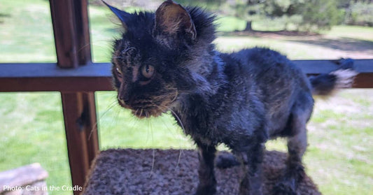 Starving Homeless Cat Finally Gets The Food And Care She Needs, Thanks To You