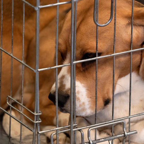 Take a Stand Against Cruel Nicotine Tests on Animals