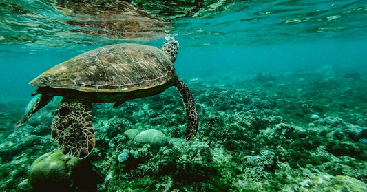 A sea turtle swims near the ocean surface above coral and rocks, bubbles rising from its head as it moves through clear turquoise water.