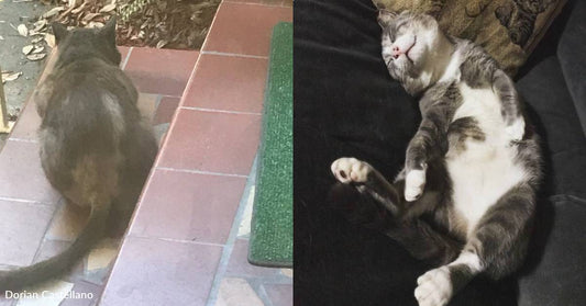 Abandoned Cat Who Huddled On Porch in the Rain Finds Warmth and a Home Inside